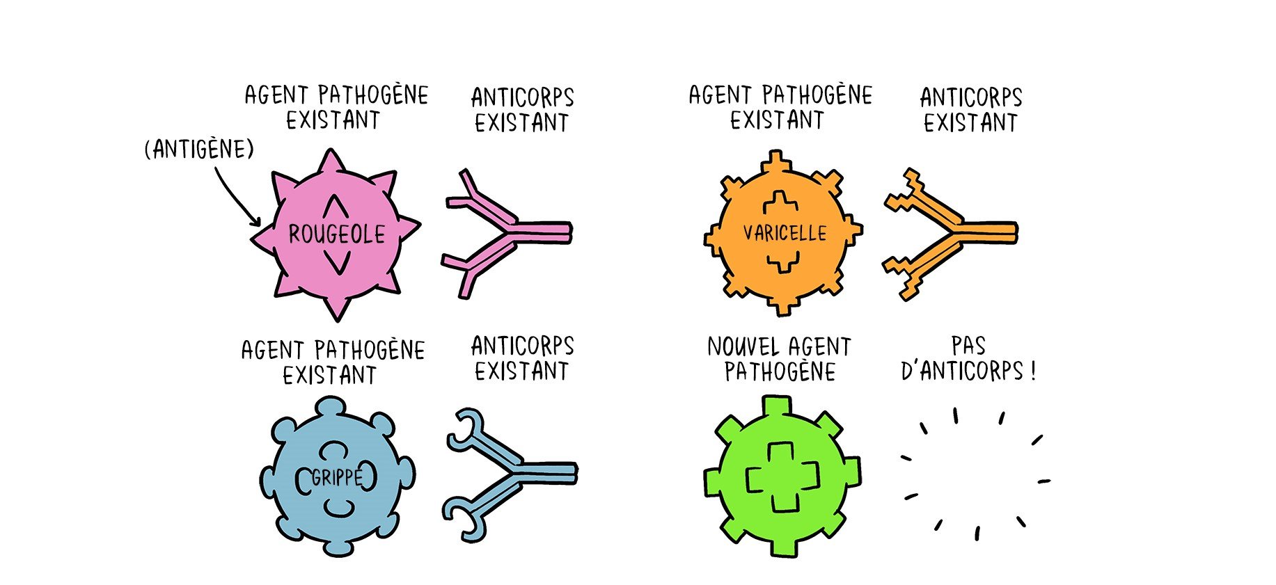 Illustration sur le rôle des anticorps face aux agents pathogènes
